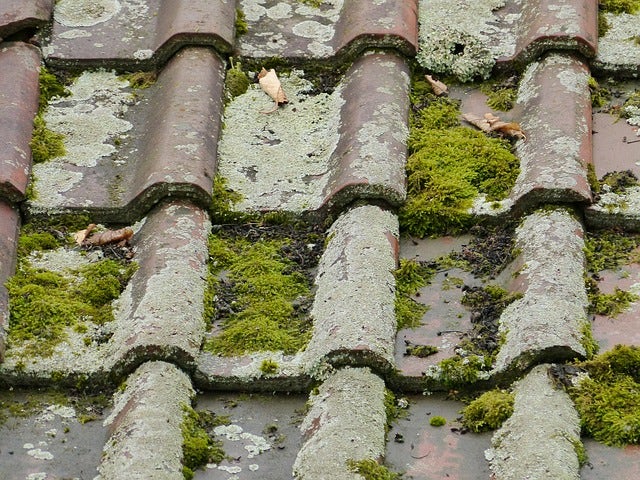 Moss on pantile tiles