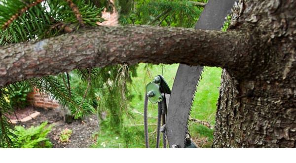 tree branch overhanging roof