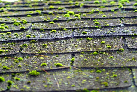 Roof affected by moss