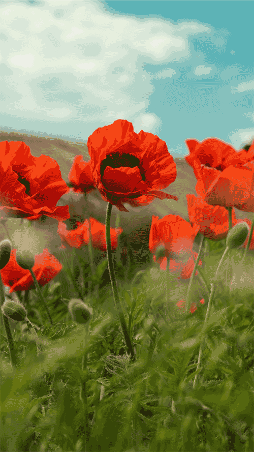 Remembrance Day